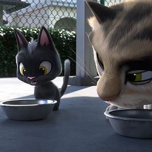 Foto Rudolph, o Gatinho Preto