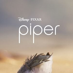 Foto Piper