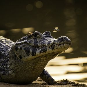 Foto Todas as Manhãs do Mundo