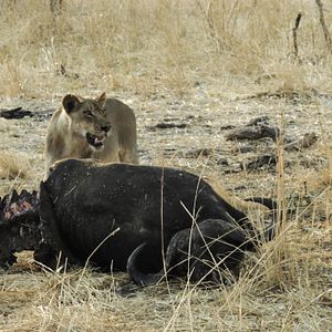 Foto Todas as Manhãs do Mundo