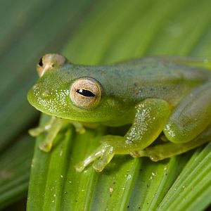 Foto Novas Espécies – A Expedição do Século