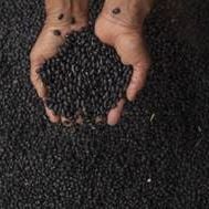 Foto Fonte da Juventude