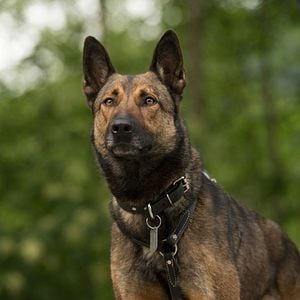 Foto Max 2: Um Agente Animal