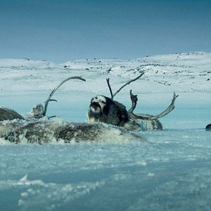 Foto Corações Gelados