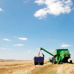 Foto Dead Donkeys Fear No Hyenas