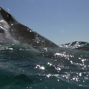 Foto Terror Profundo