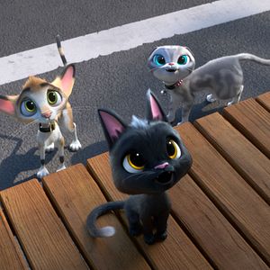 Foto Rudolph, o Gatinho Preto