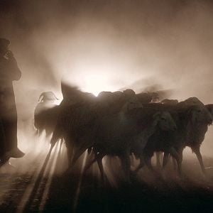 Foto Of Sheep and Men