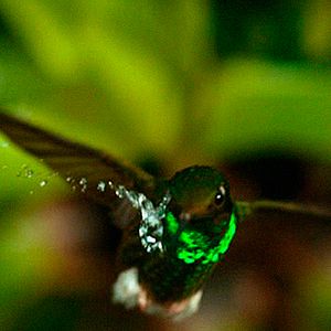 Foto Earth: One Amazing Day