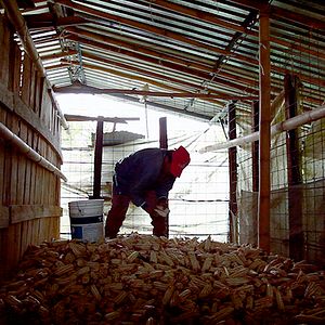 Foto Bosque de Névoa