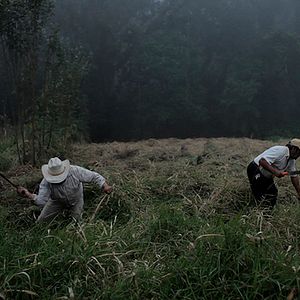 Foto Bosque de Névoa
