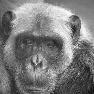 Foto Macaco Tião, O Candidato do Povo