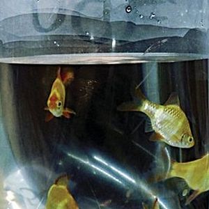 Foto O Peixe