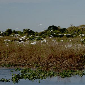 Foto Pantanal, a Boa Inocência de Nossas Origens