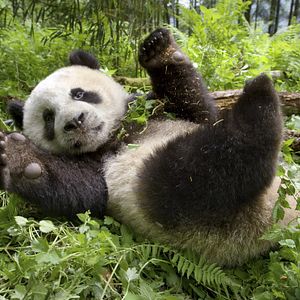 Foto Earth: One Amazing Day