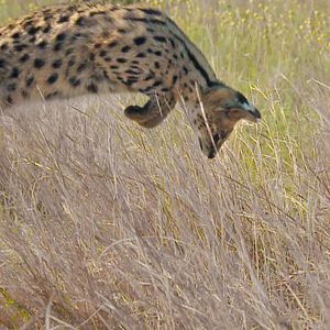 Foto Earth: One Amazing Day