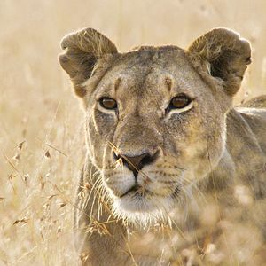 Foto Earth: One Amazing Day