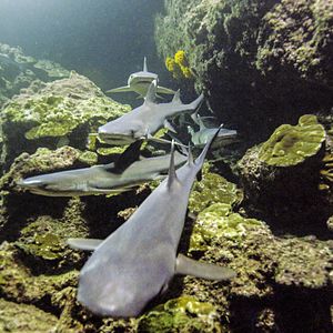 Foto Earth: One Amazing Day