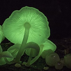 Foto Earth: One Amazing Day