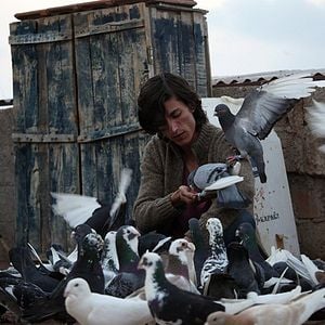 Foto O Pombo - Um Refúgio para Sobreviver