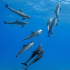 Foto Dolphin Reef