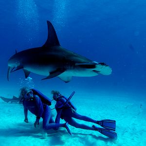 Foto Wonders of the Sea 3D