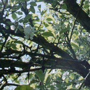 Foto De Um Ano Sem Eventos