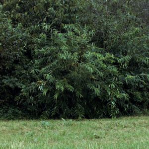 Foto De Um Ano Sem Eventos