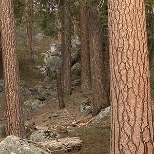 Foto Equinócio de Primavera