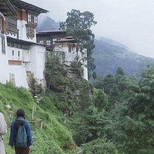 Foto Honeygiver Among the Dogs