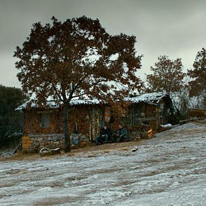 Foto A Árvore dos Frutos Selvagens