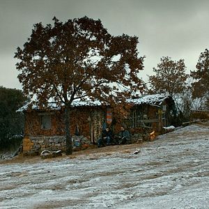 Foto A Árvore dos Frutos Selvagens
