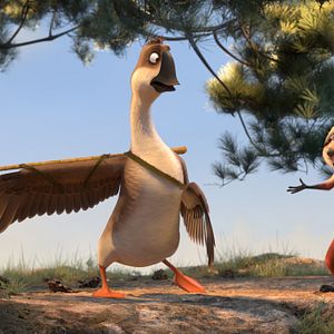 Foto Pato Pato Ganso