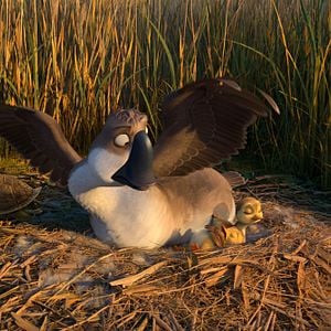 Foto Pato Pato Ganso