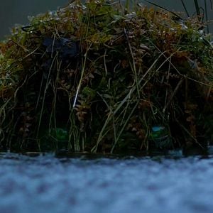 Foto O Rei da Montanha