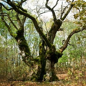 Foto O Tempo das Florestas