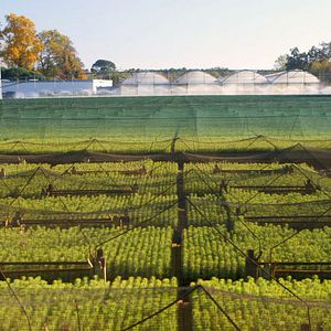 Foto O Tempo das Florestas