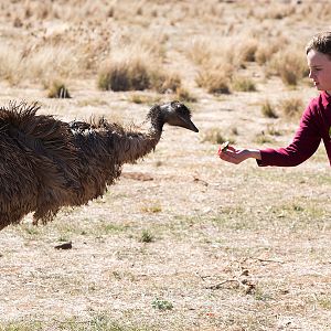 Foto Emu Runner