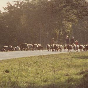 Foto Fårö-dokument 1979