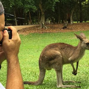 Foto Kangaroo – A Love-Hate Story