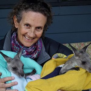 Foto Kangaroo – A Love-Hate Story