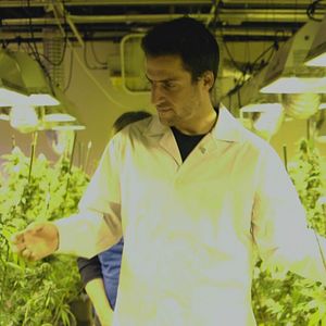 Foto Tragam a Maconha