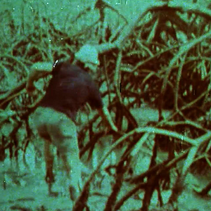 Foto Frans Krajcberg: Manifesto