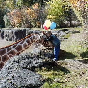 Foto Meu Amigo é uma Girafa