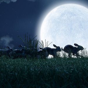 Foto Watership Down