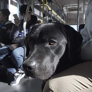 Foto Pick of the Litter