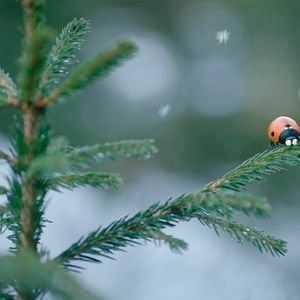 Foto Minuscule 2 - Les Mandibules du Bout du Monde