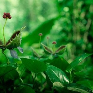 Foto Minuscule 2 - Les Mandibules du Bout du Monde