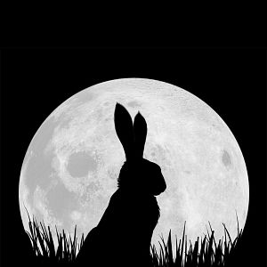 Foto Watership Down