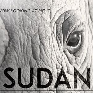 Foto Sudan: The Last Male Standing